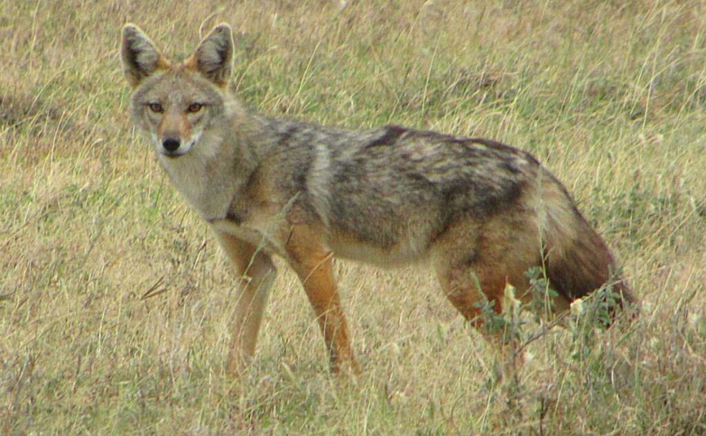 Čagalj